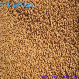HARD RED SPRING WHEAT